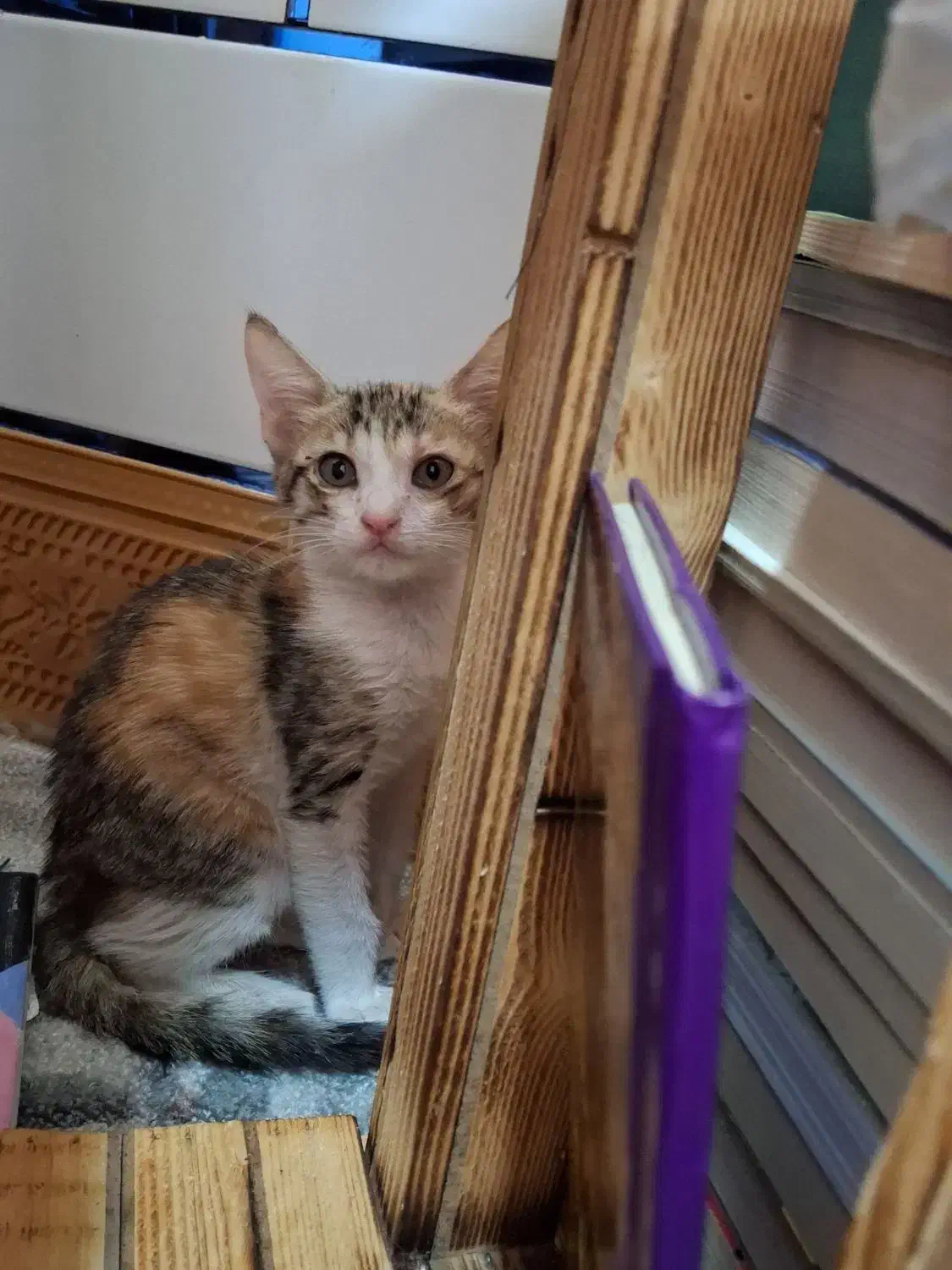 واگذاری گربه|گربه|بندر ماهشهر, |دیوار