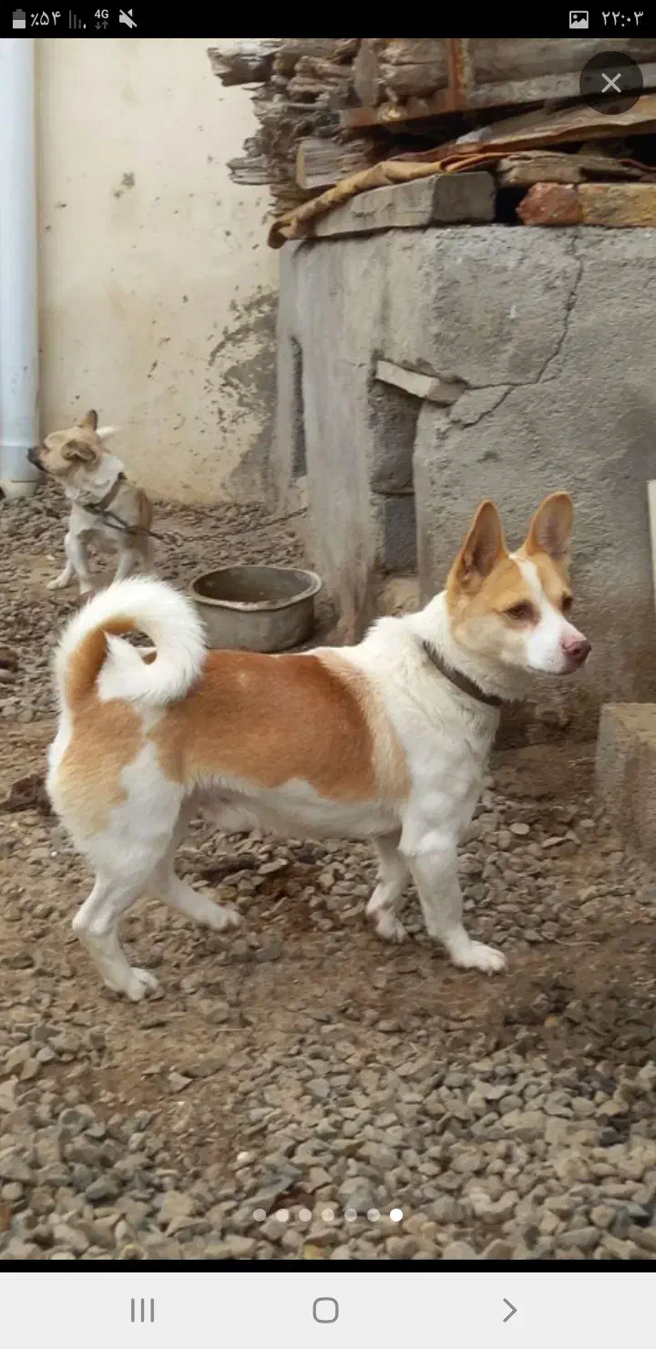 پاکوتا نر|سگ|تبریز, |دیوار