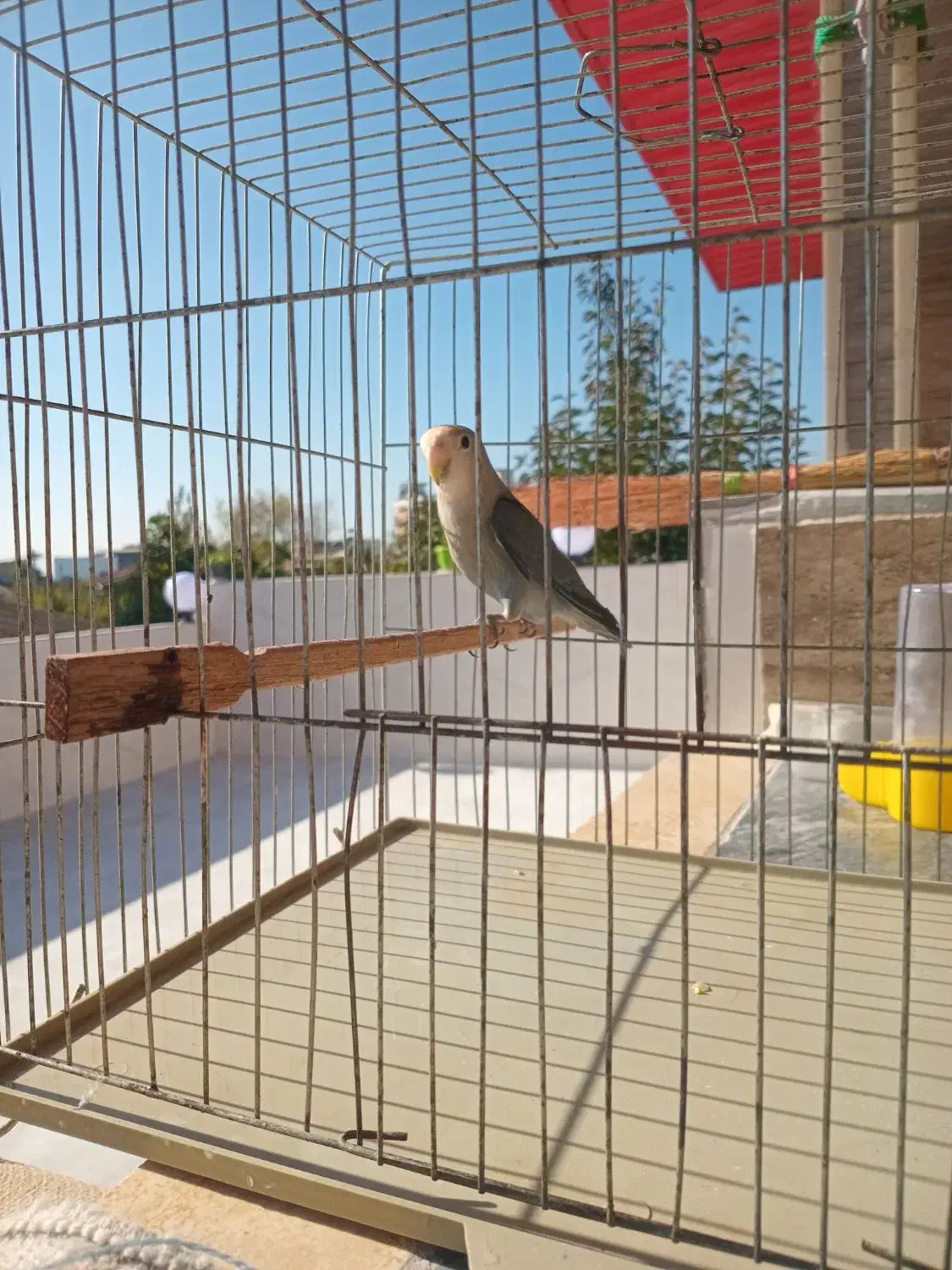 برزیلی نر|پرنده|قائمشهر, |دیوار