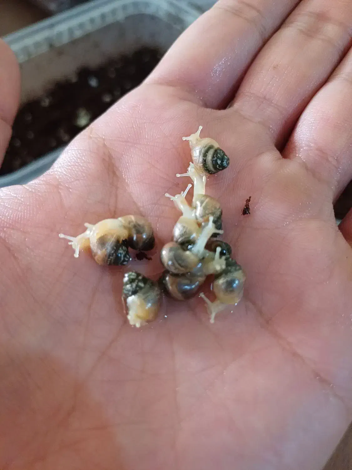 جوجه حلزون آچاتینا آلبینو|خزنده|مشهد, حجاب (شهرک غرب)|دیوار