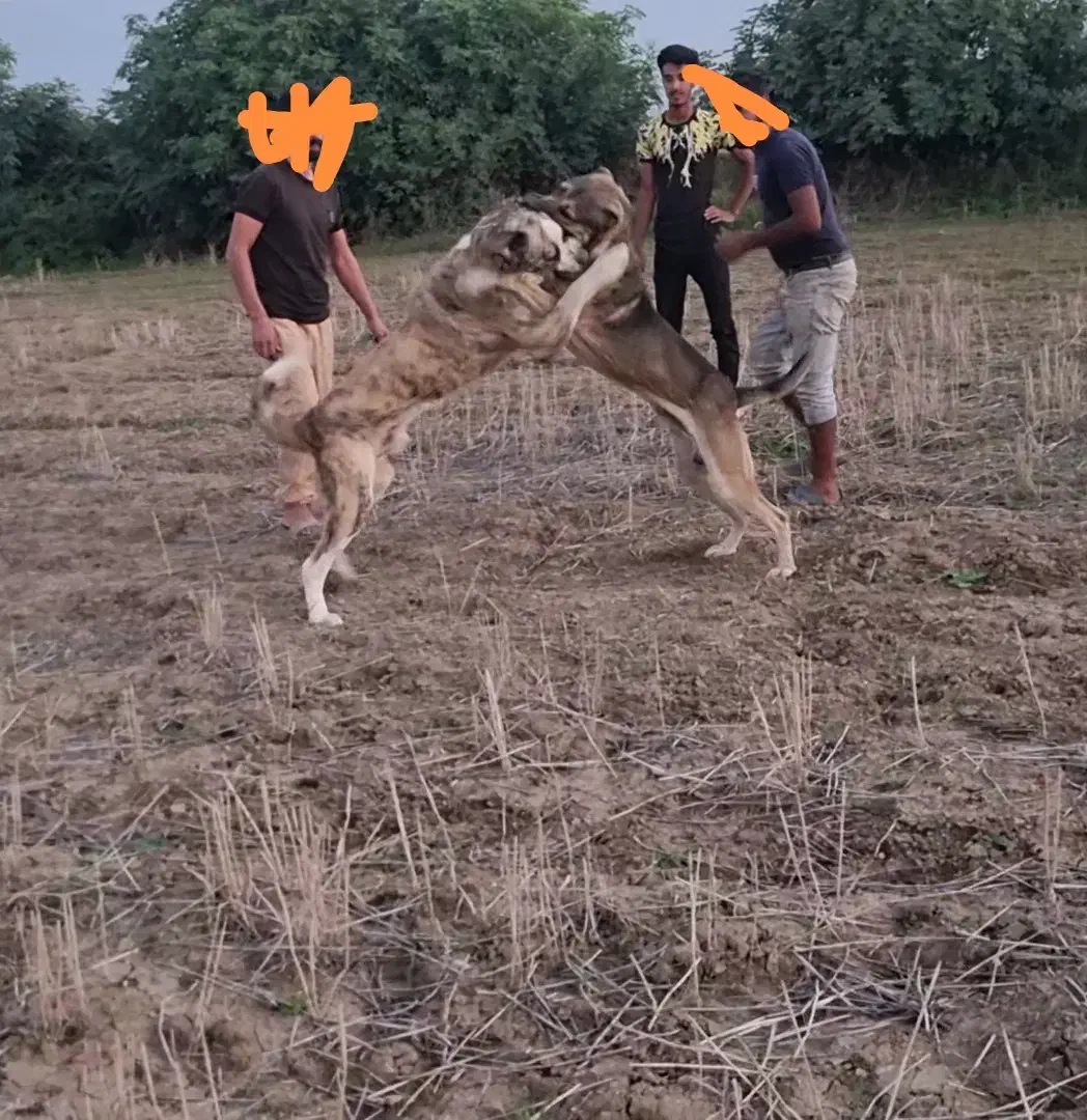 واگذاری سگ پژدر 5ساله|سگ|جلین, |دیوار