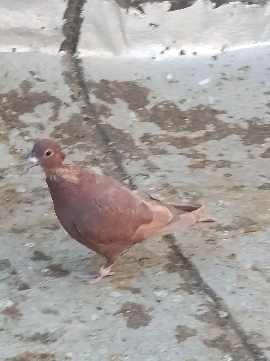 سبز چاپی و پشتی کویتی زرد|پرنده|بوژگان, |دیوار