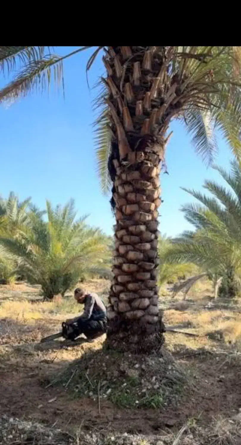 بز ودوکهر فروشی نیس|حیوانات مزرعه|میناب, |دیوار