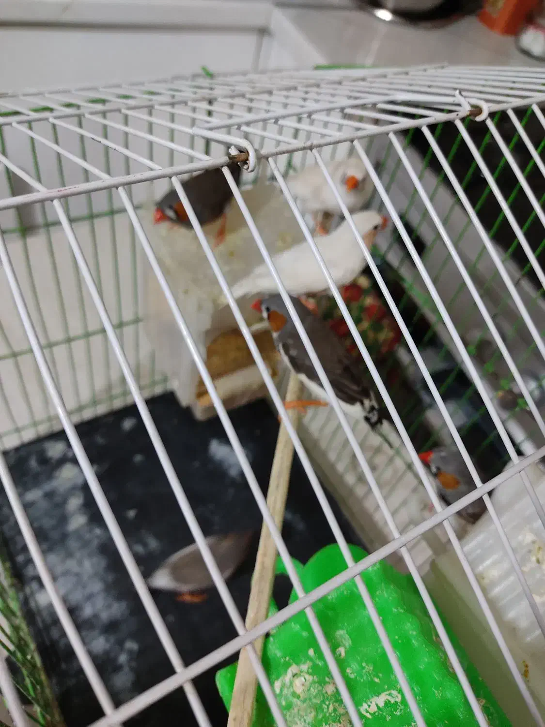 پرنده|پرنده|پردیس, فاز ۸|دیوار