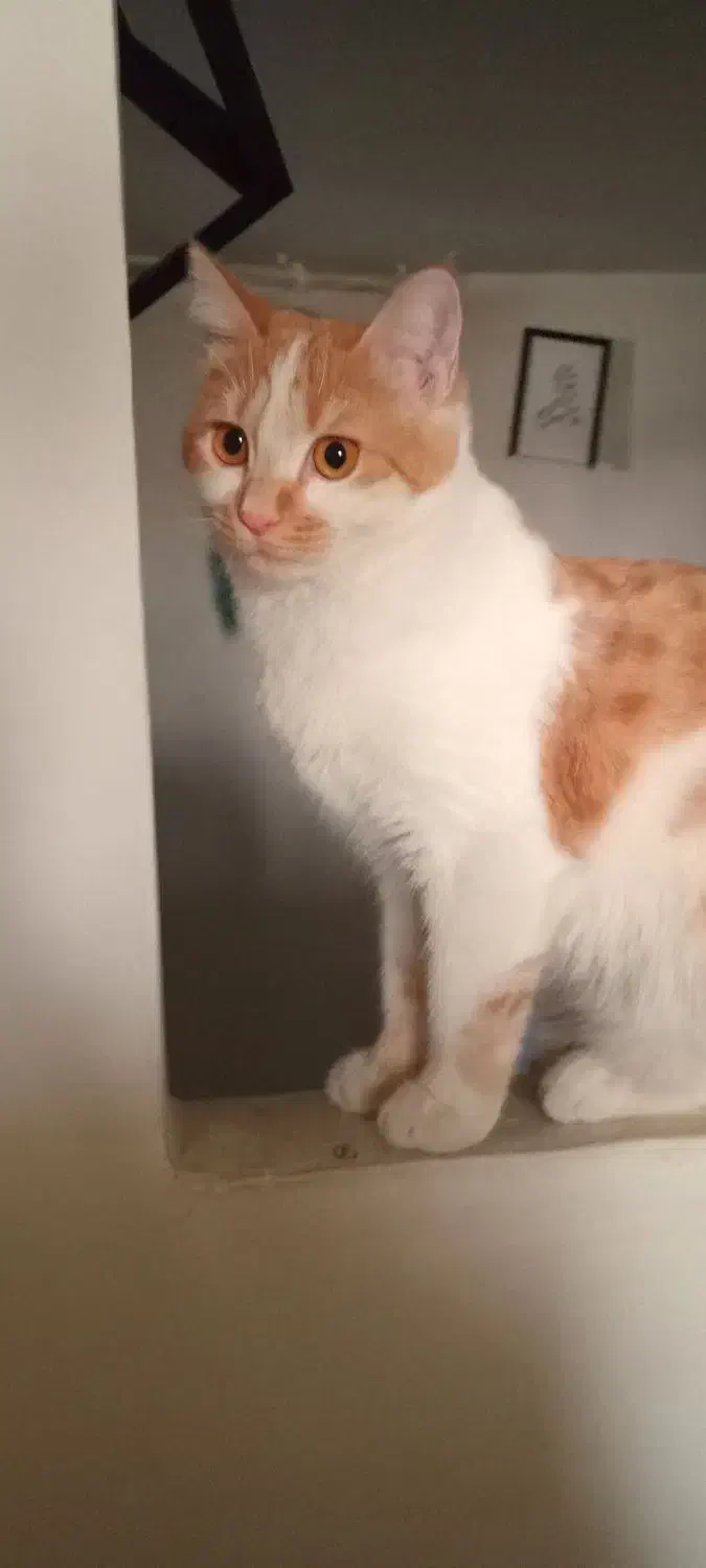 واگذاری گربه خانگی رایگان|گربه|سنندج, |دیوار