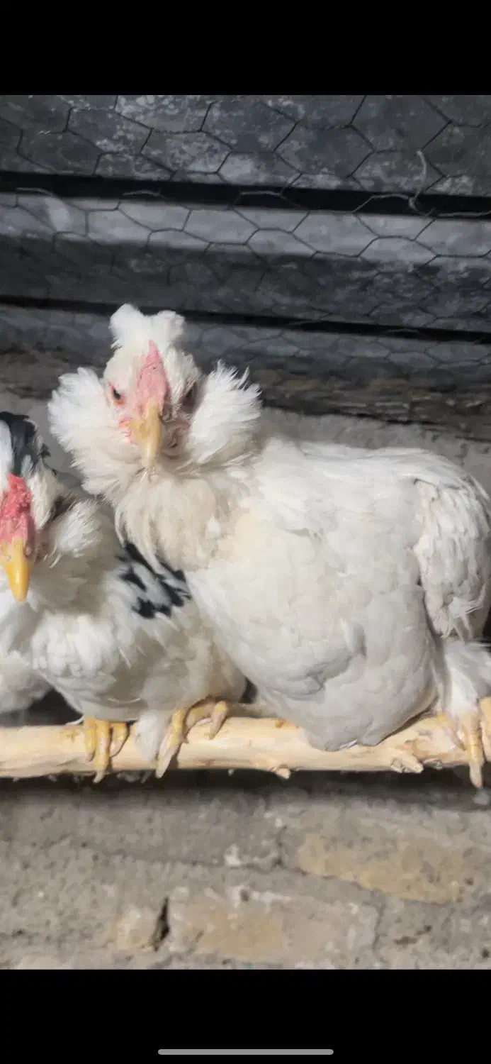 تخم نطفه دار و جوجه گلین چهل تاج ریش|حیوانات مزرعه|تنکمان, |دیوار