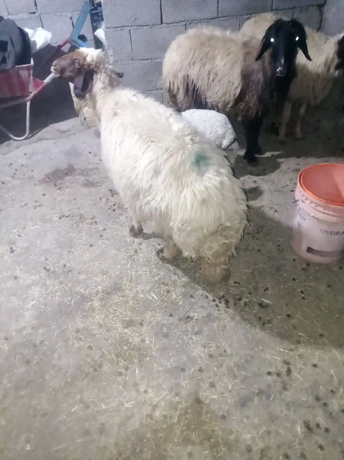 میش|حیوانات مزرعه|آبدانان, |دیوار