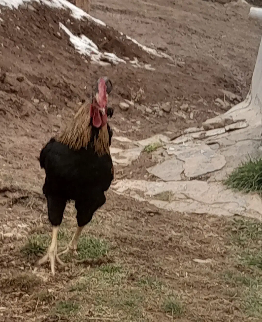 خروس|حیوانات مزرعه|کلاترزان, |دیوار