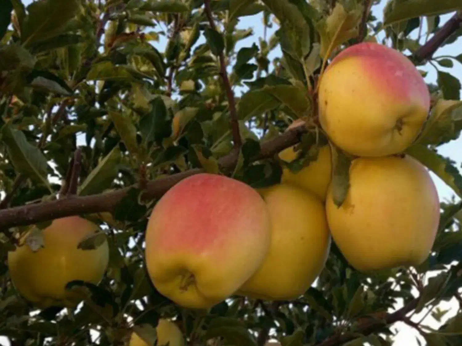 انواع نهال سیب پیوندی|خدمات باغبانی و درختکاری|سمیرم, |دیوار