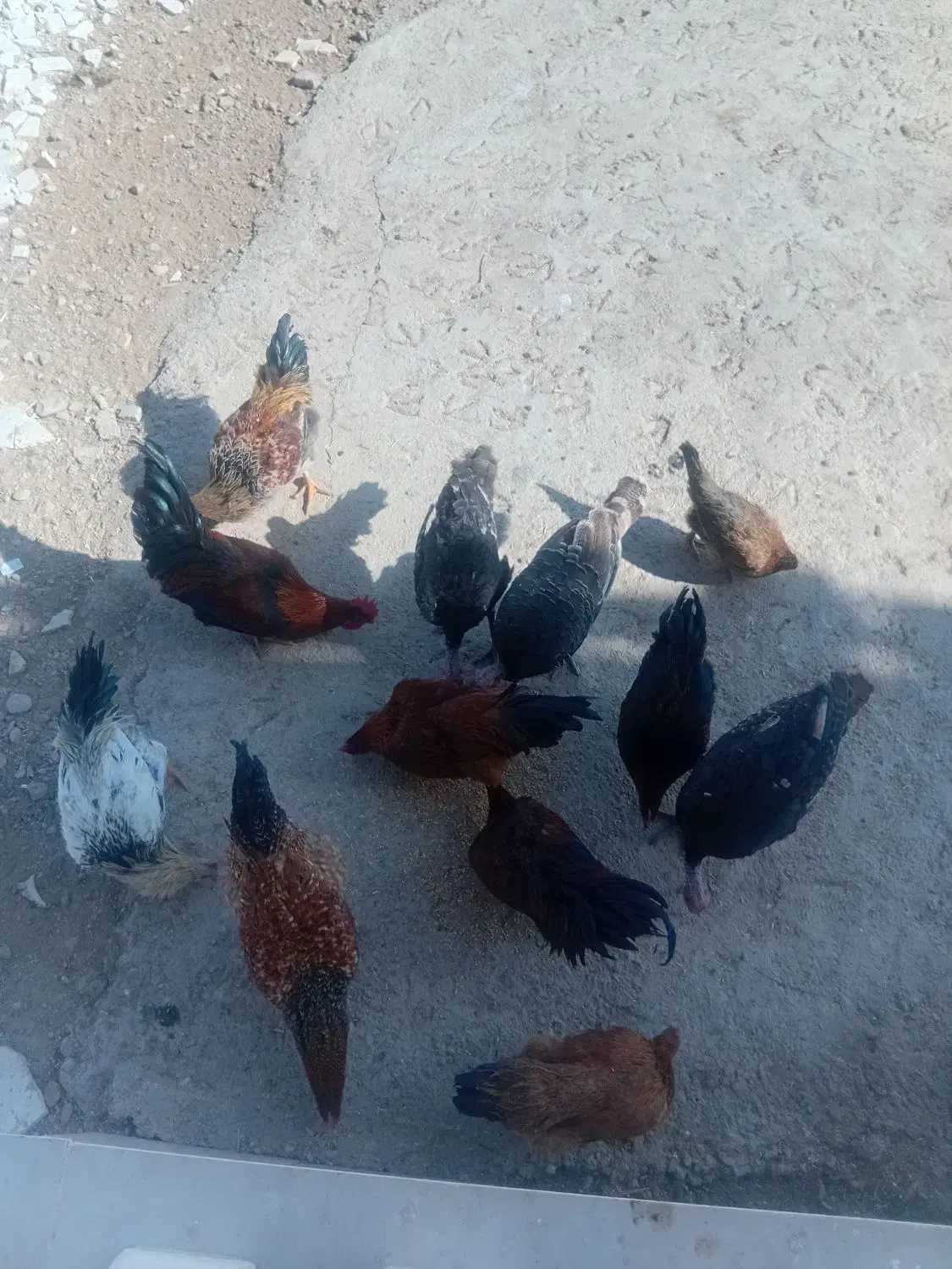 خروس محلی|حیوانات مزرعه|شیروان (لرستان), |دیوار