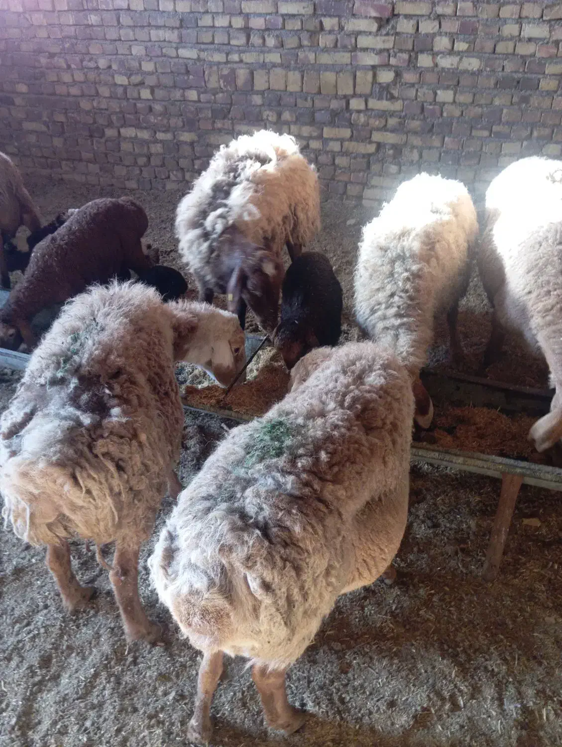 سه میش مغانی دوتاعربی66000000|حیوانات مزرعه|تربت جام, کلالی|دیوار