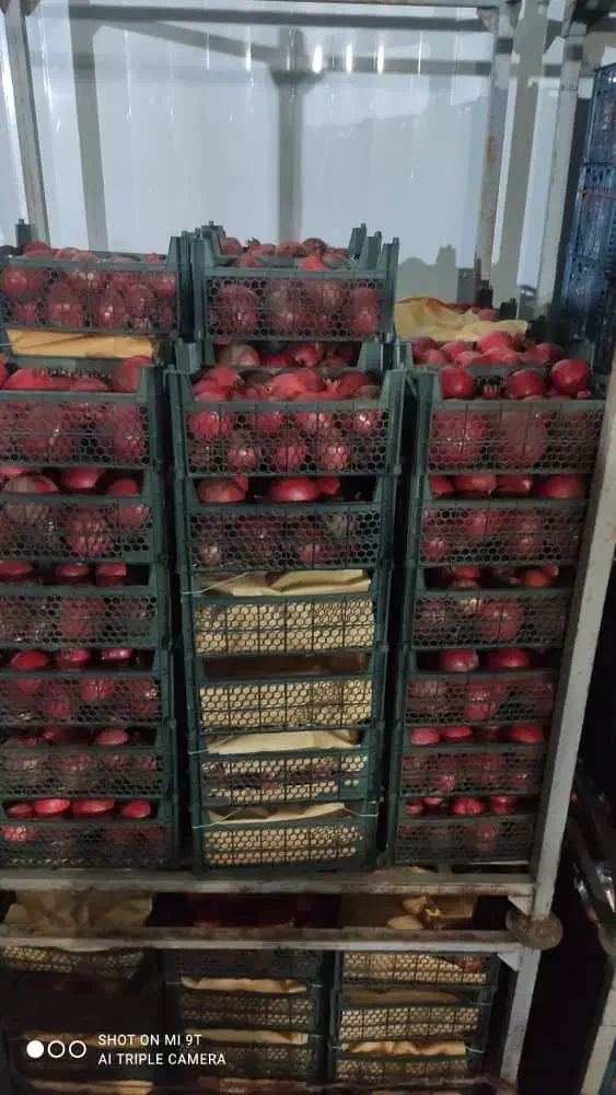 انار ملس ممتاز ویژه شب یلدار|عمدهفروشی|گنبد کاووس, |دیوار