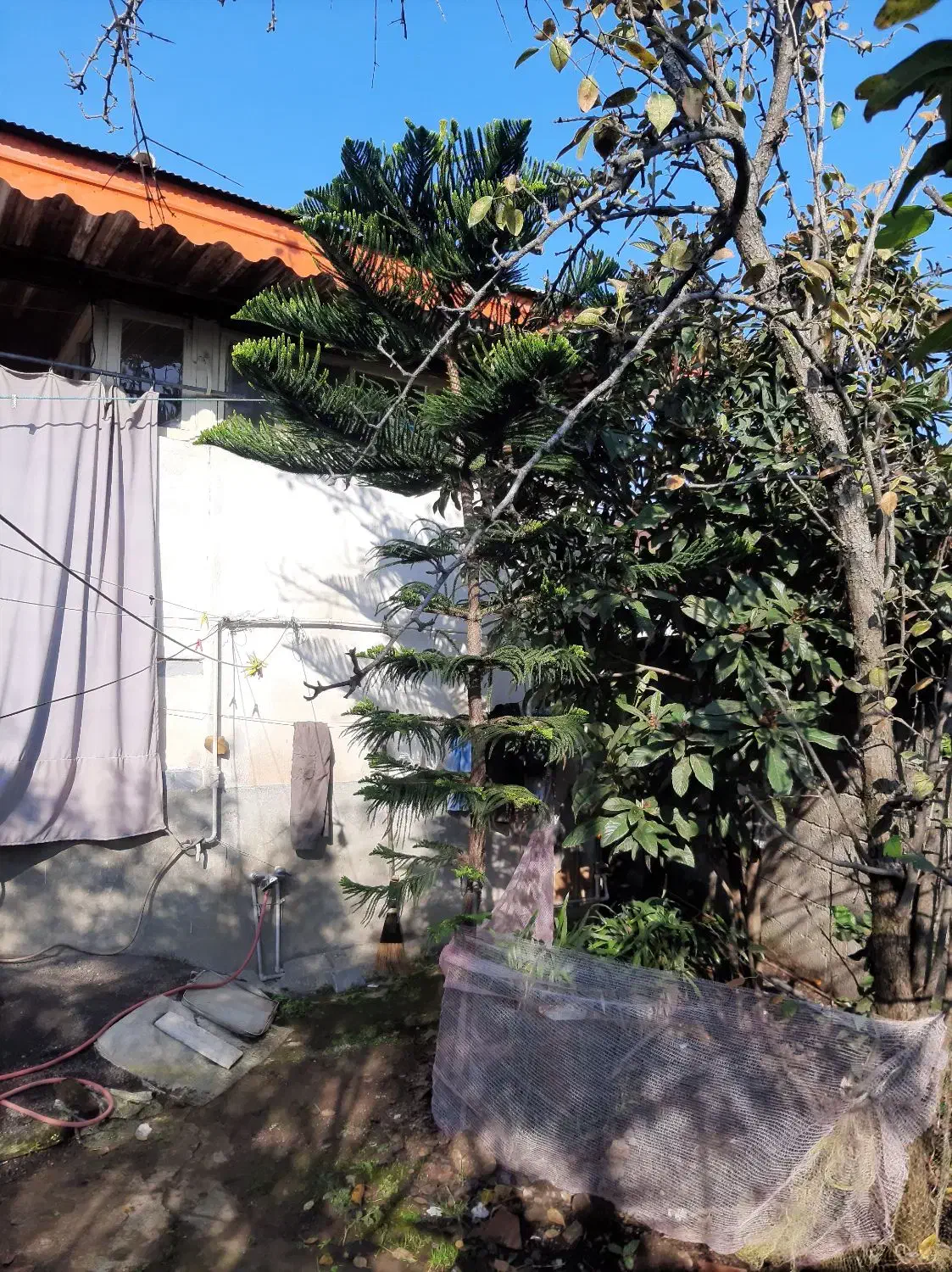 درخت کاج مطبق|گل و گیاه طبیعی|املش, |دیوار