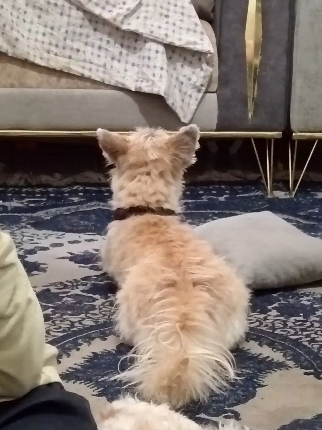 تعدادی سگ نژاد خوب و ارزونتر از همه جا فقط 1تومن|سگ|مشهد, همت آباد|دیوار