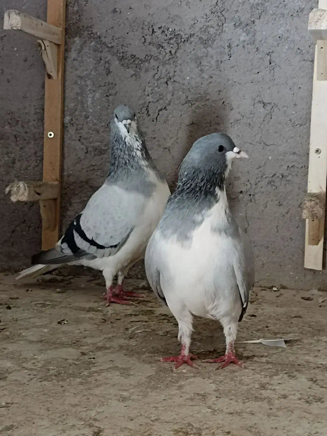 کبوتر بدرنگ و شصتی|پرنده|بشاریات, |دیوار