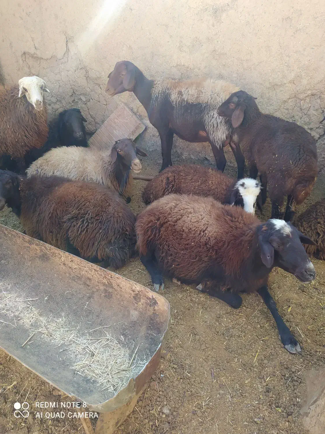 میش|حیوانات مزرعه|زنده رود, |دیوار