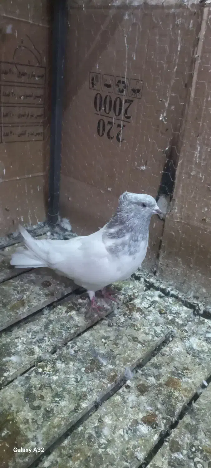 کبوتر|پرنده|میاندوآب, |دیوار