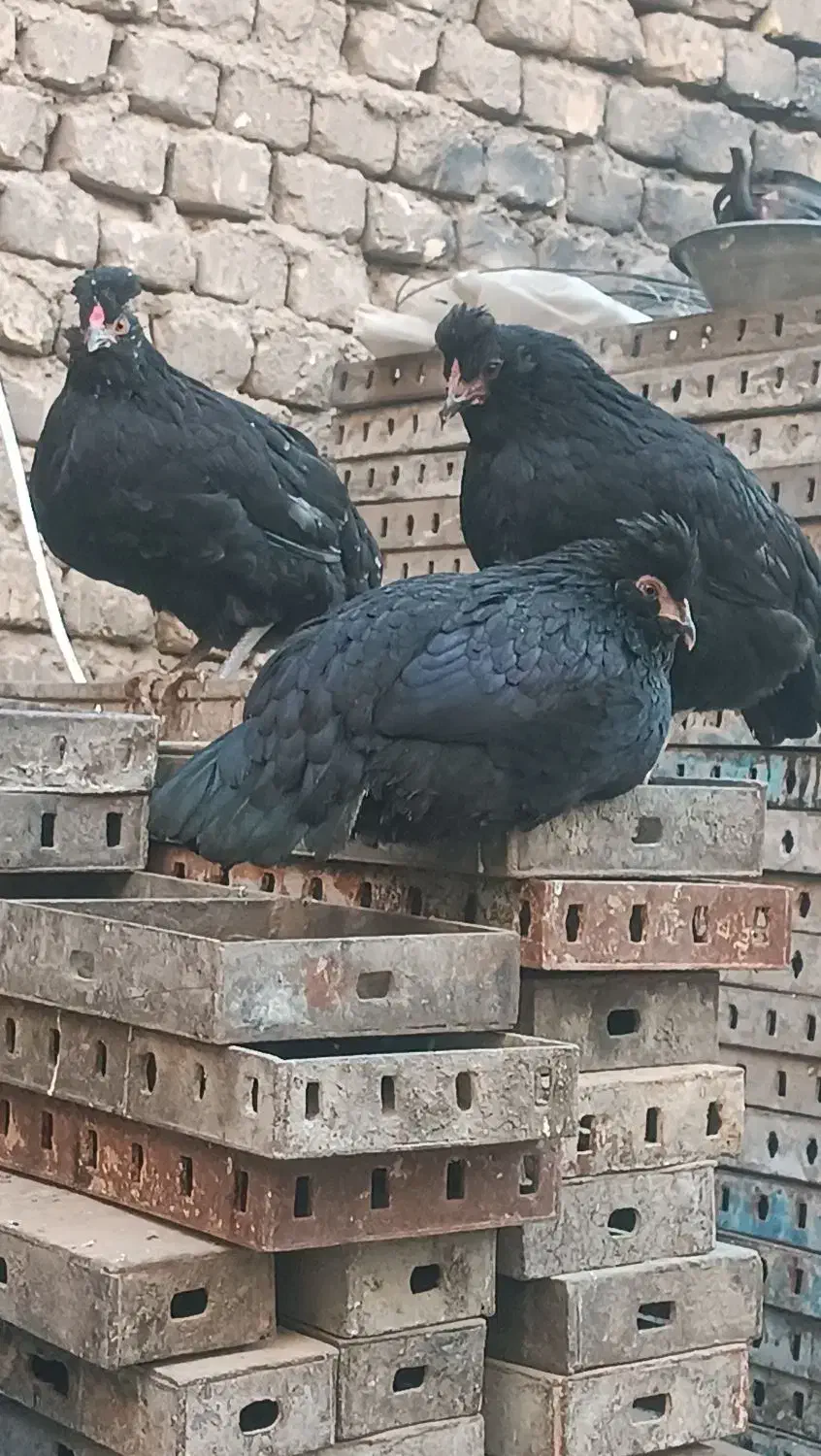 تخم مرغ گلین فول|حیوانات مزرعه|فلاورجان, |دیوار