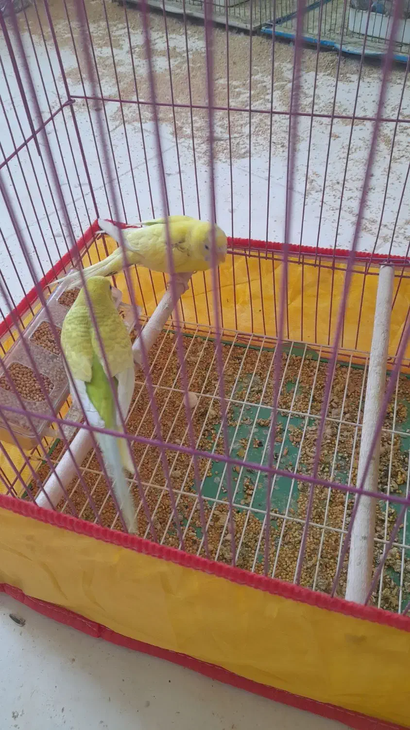 مرغ عشق|پرنده|بندر دیر, |دیوار