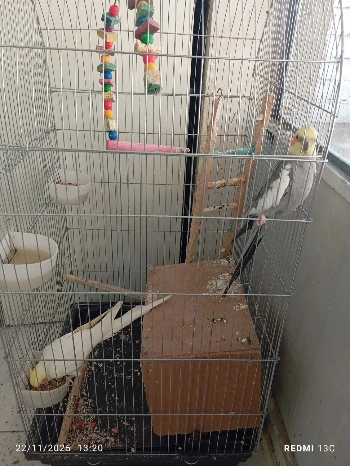 عروس سخنگو|پرنده|ری, شهرک نظامی|دیوار