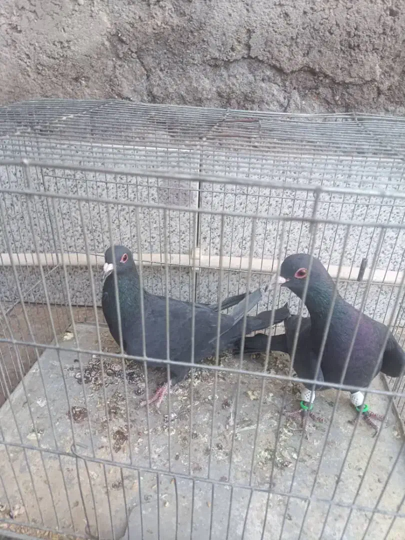 کبوتر کلاغ|پرنده|رفسنجان, |دیوار