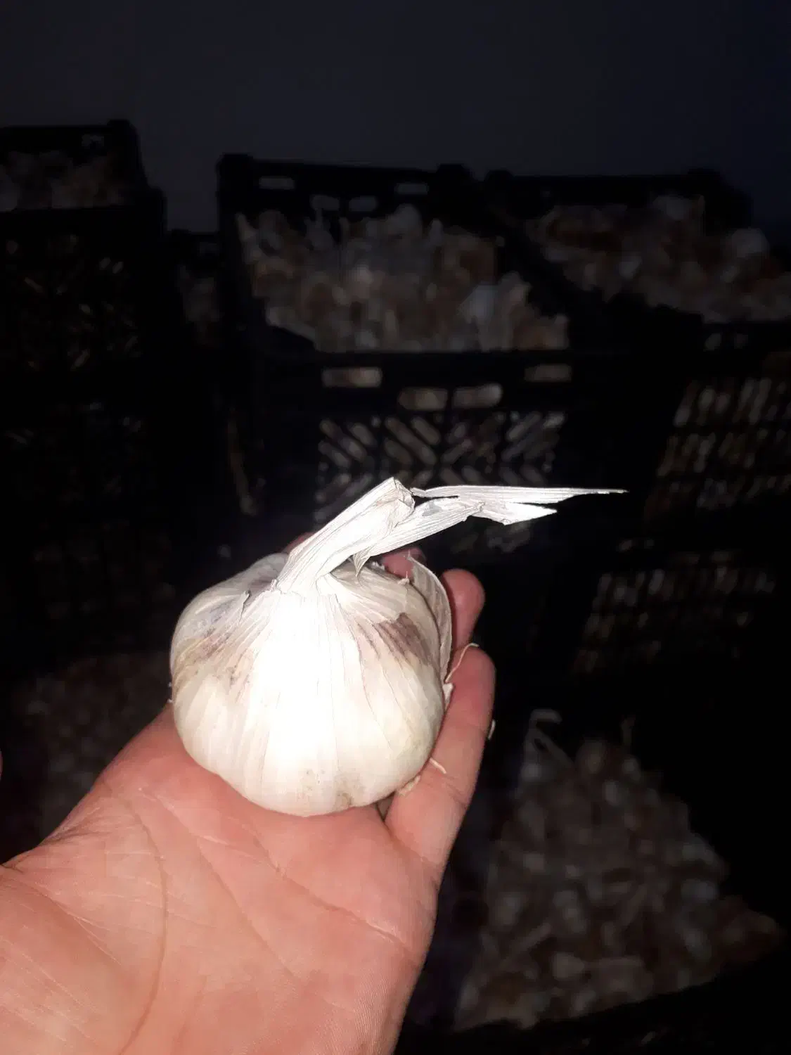 فروش سیر درجه یک ابواسحاق|خوردنی و آشامیدنی|فلارد, |دیوار