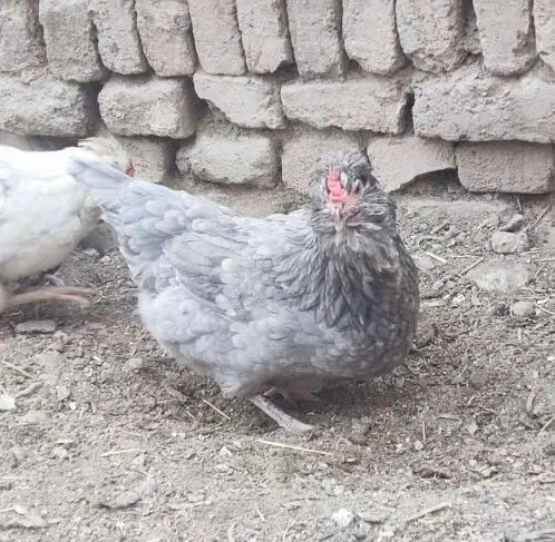 تخم مرغ نطفه دار گلین|حیوانات مزرعه|چهارباغ, |دیوار