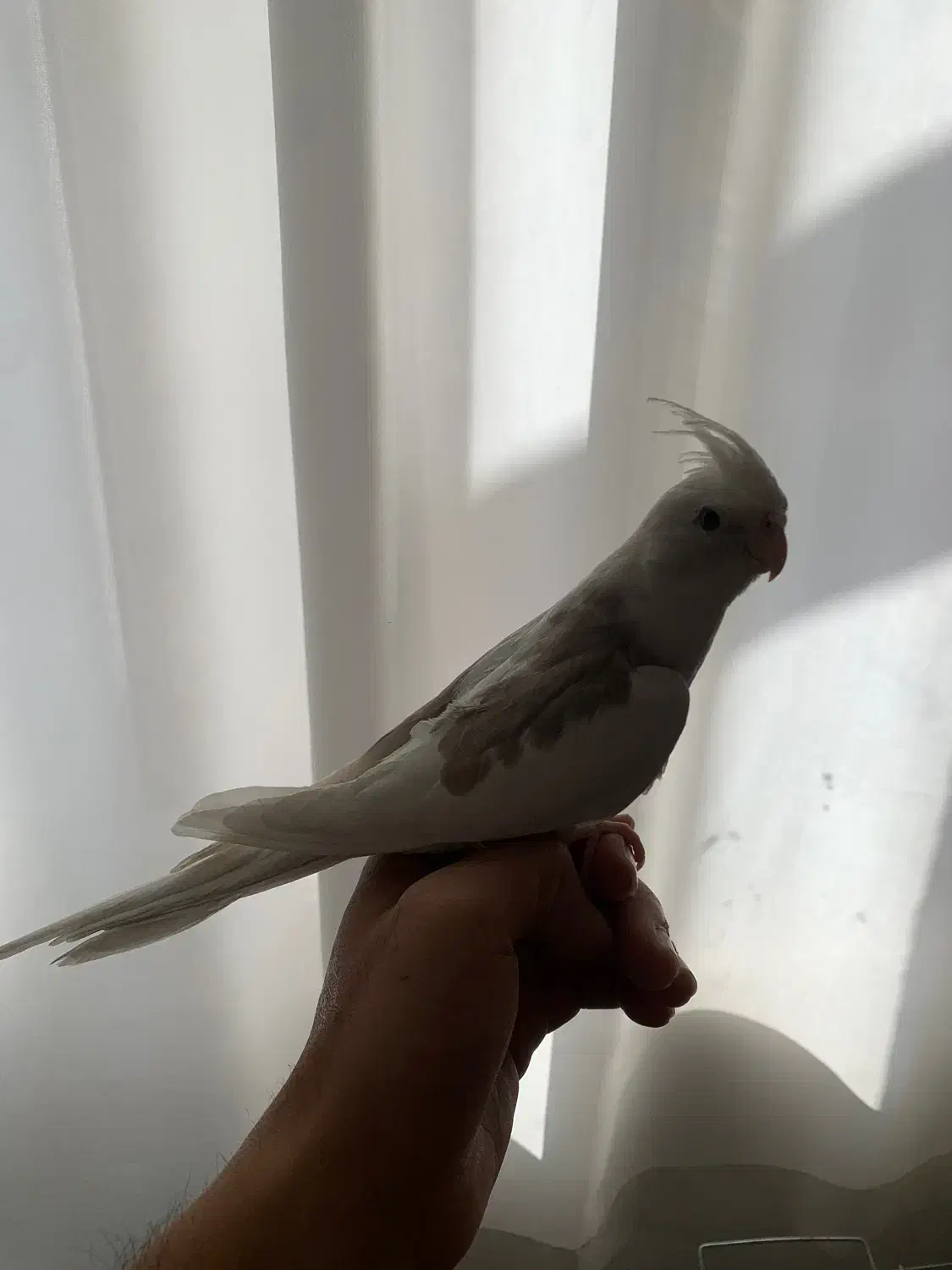 عروس هلندی|پرنده|کرمان, |دیوار