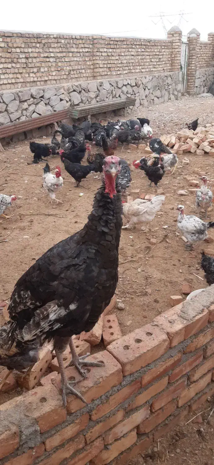 بوقلمون جوان و خروس مرندی وگردن لخت|حیوانات مزرعه|فیروزه, |دیوار