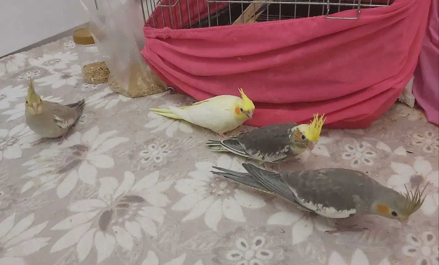 عروس هلندی ۴عدد دارم|پرنده|پرند, فاز ۵|دیوار