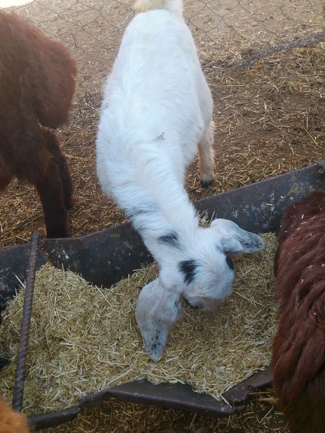 دو عدد بزغاله نروماده|حیوانات مزرعه|تبریز, |دیوار