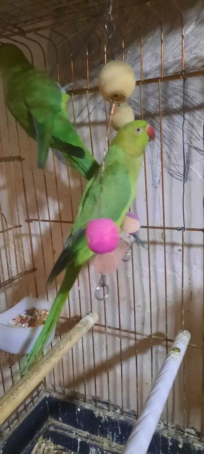 ۲ عدد طوطی ملنگو ماده|پرنده|بجنورد, |دیوار