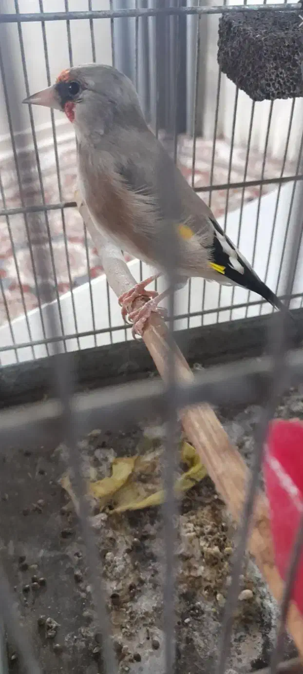 سهره دورگ|پرنده|پاکدشت, شهرک امام رضا|دیوار