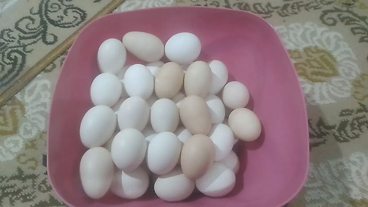 تخم مرغ|خوردنی و آشامیدنی|شباب, |دیوار