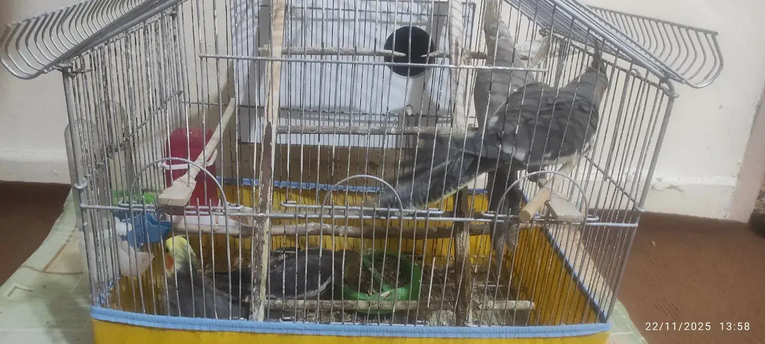 فروش دو عدد عروس هلندی|پرنده|کنارک, |دیوار