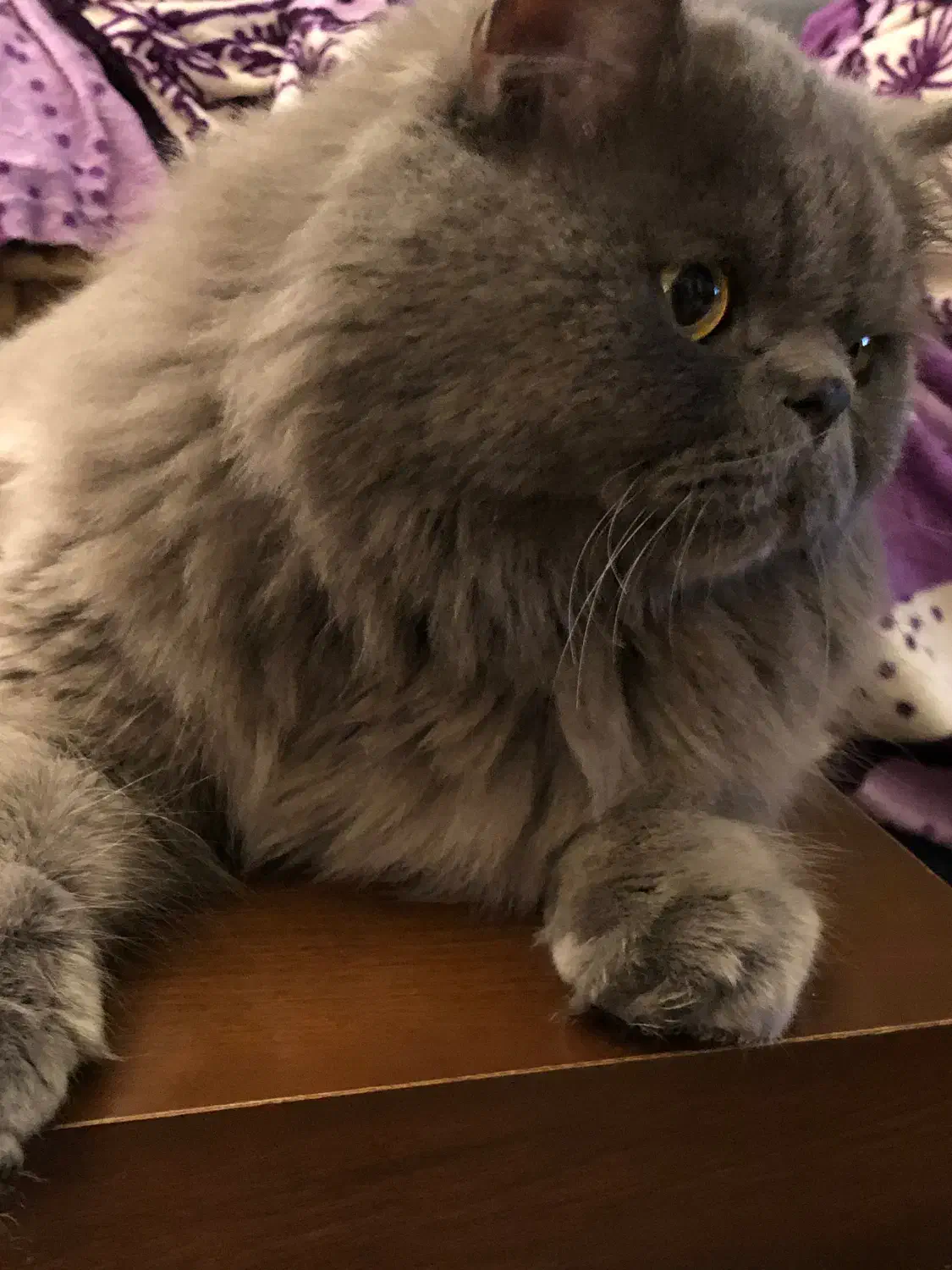 گربه اسکاتیش|گربه|مشهد, کارگران|دیوار