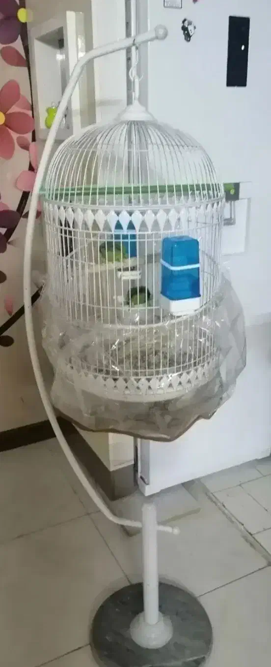 جفت طوطی برزیلی|پرنده|صدرا-فارس, فاز ۱|دیوار