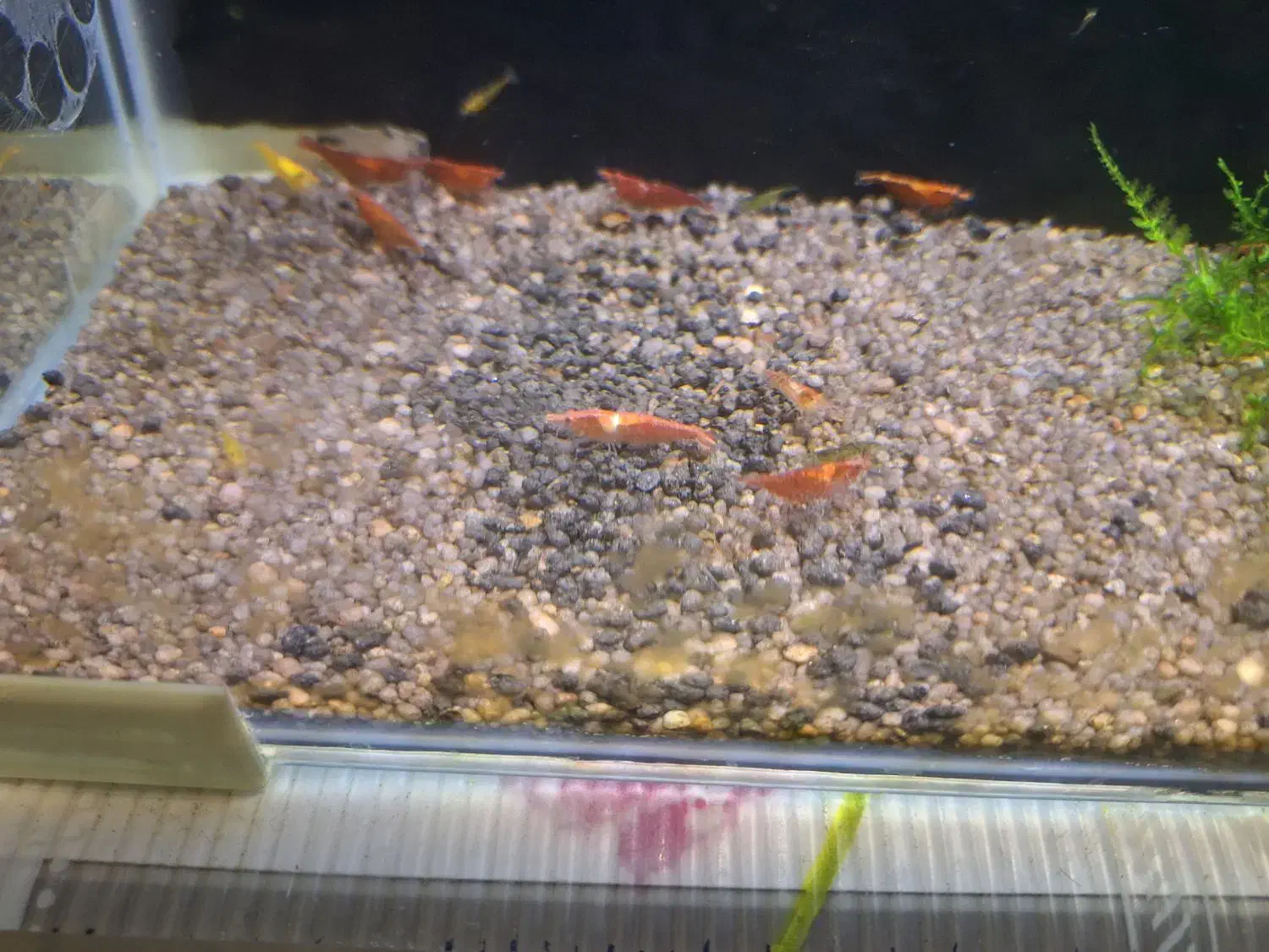 بچه میگو و میگو مولد (شریمپ)|ماهی|تهران, مینای جنوبی|دیوار