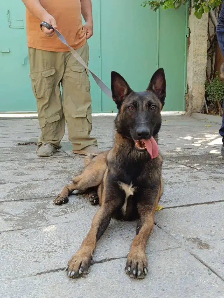 مالینویز سگ حرفه ای و نگهبان|سگ|کرج, کوی کارمندان جنوبی|دیوار