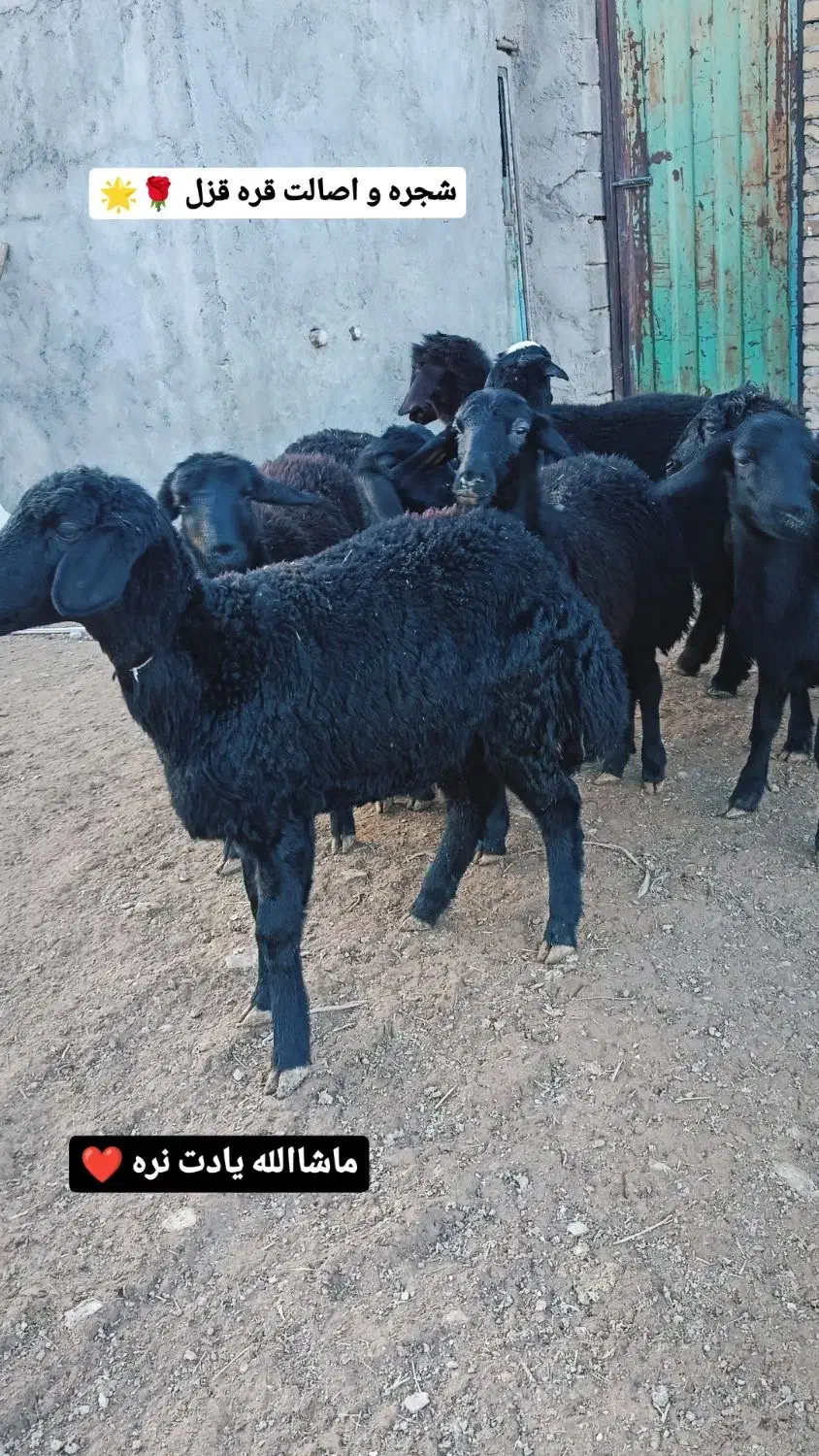 بره ماده قره قزل گوسفند میش قوچ شیشک افشار دوقلو|حیوانات مزرعه|قیدار, |دیوار