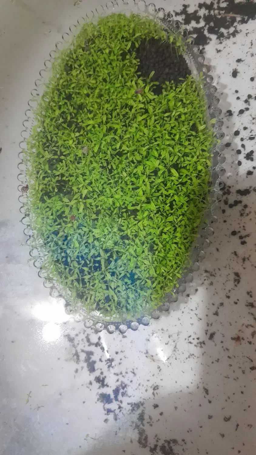 گیاه اکواریومی|ماهی|چابهار, |دیوار