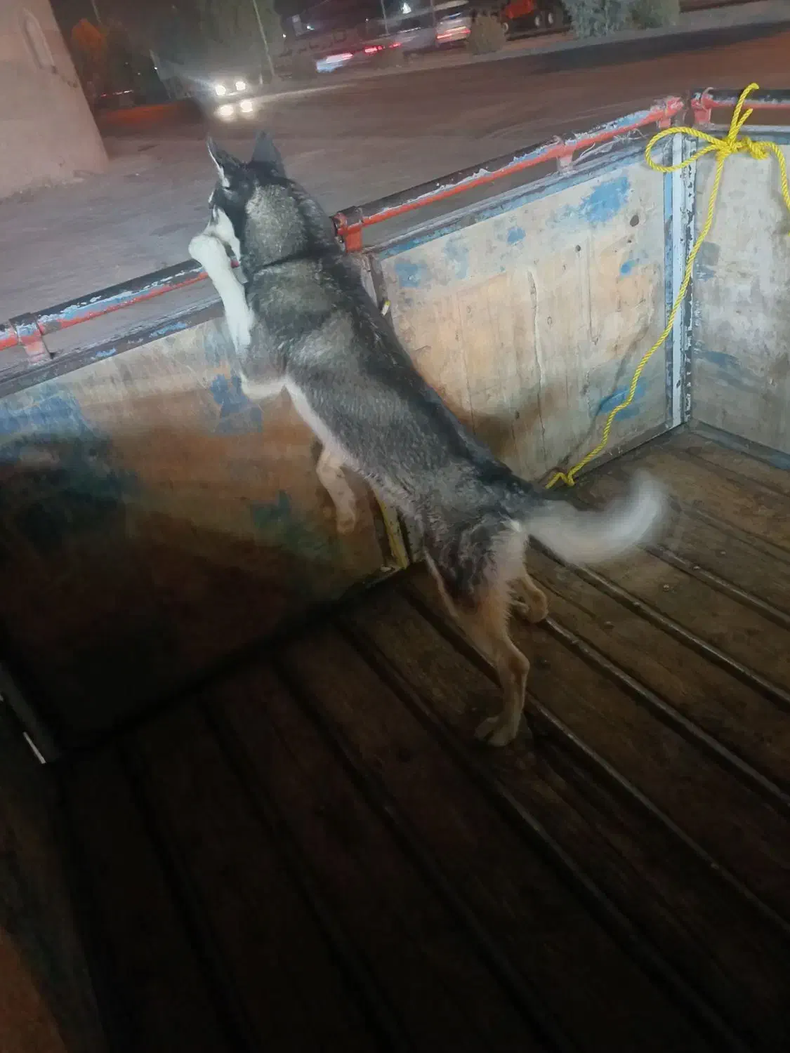 یک هاسکی نر حرف گوش کن|سگ|جیرفت, |دیوار