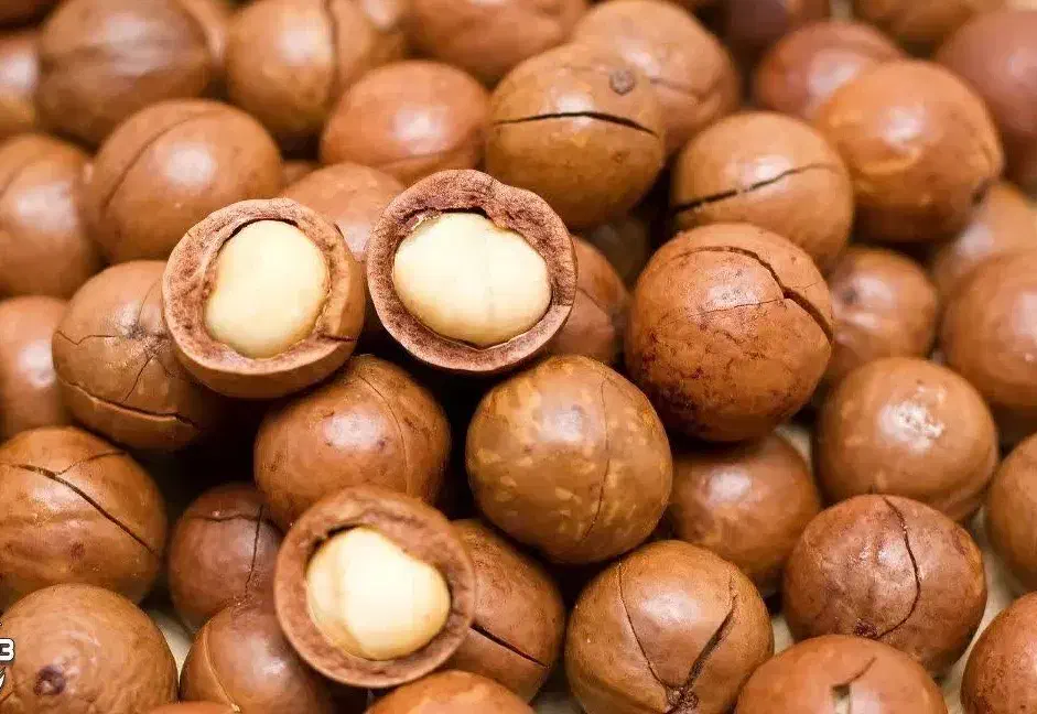پیش فروش نهال فندق ماکادمیا|خدمات باغبانی و درختکاری|نوشین شهر, |دیوار