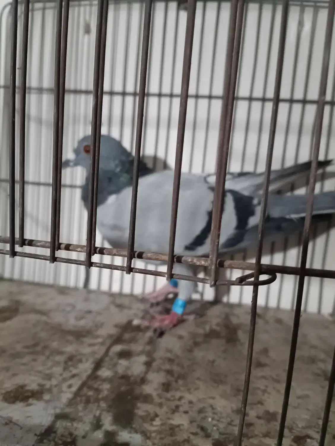 کبوتر|پرنده|محمدیه-قزوین, |دیوار