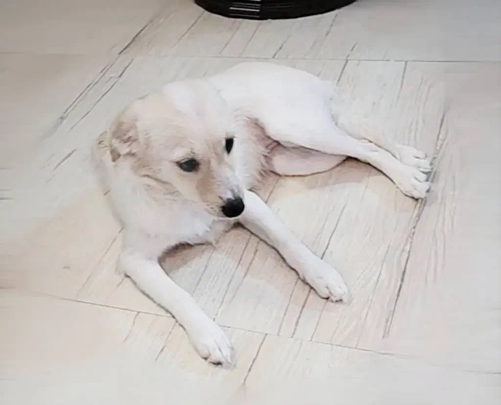 واگذاری توله رایگان حتما اطلاعات زیر مطالعه شود|سگ|تهران, ولنجک|دیوار