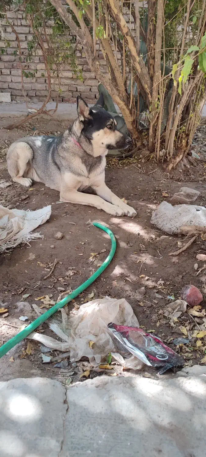 سگ دورگه نژاد افغان،هاسکی|سگ|کرمان, |دیوار