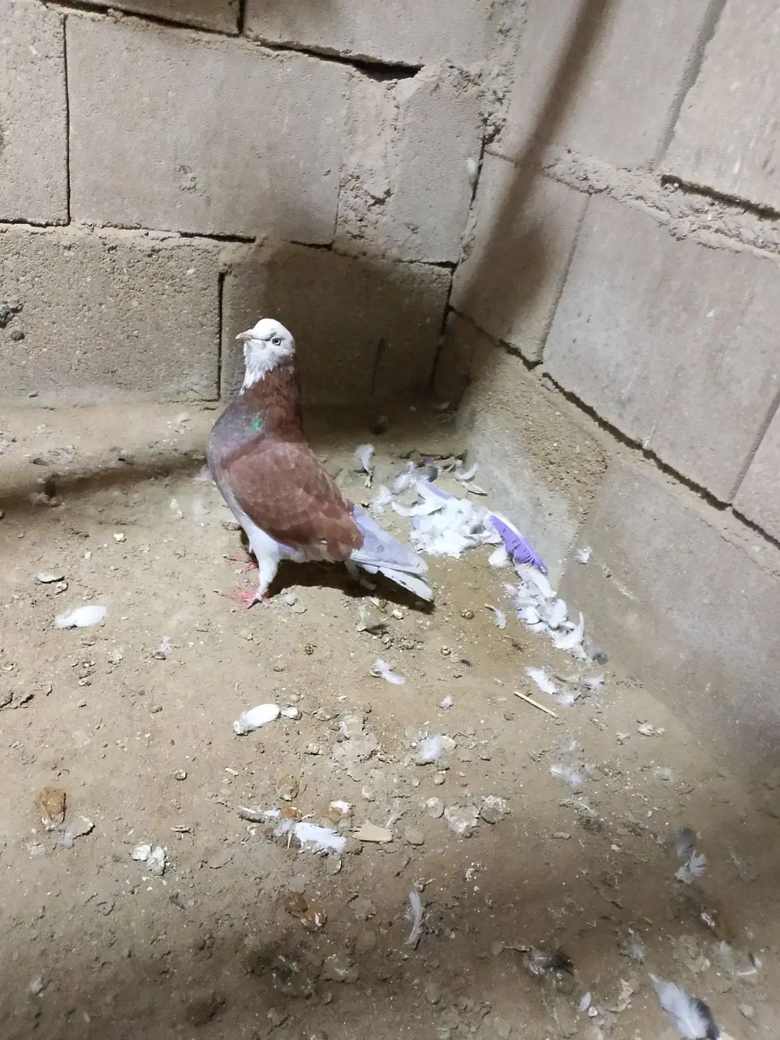 کبوتر گره|پرنده|قشم, |دیوار