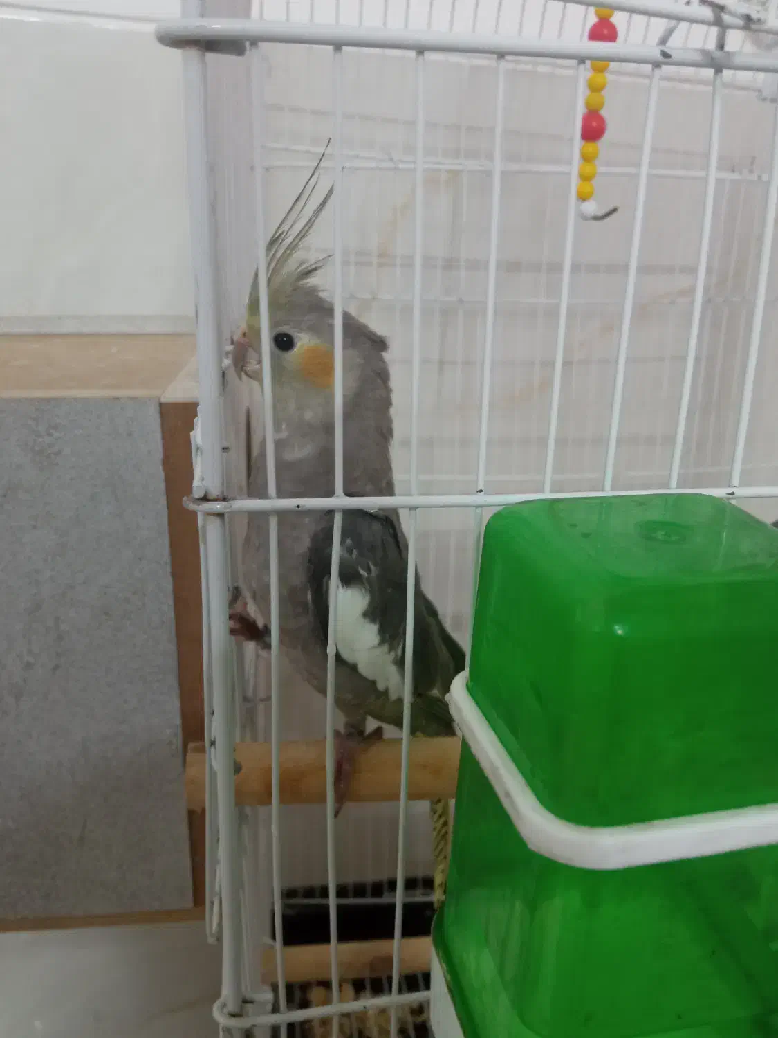 عروس هلندی|پرنده|یزد, |دیوار