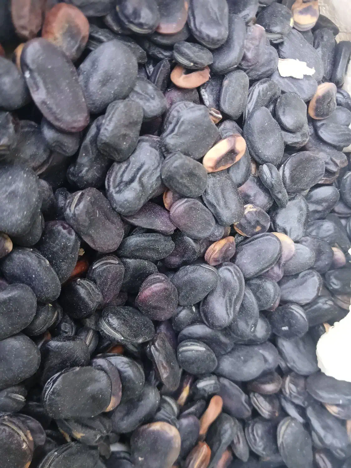 باقله بذری|خدمات باغبانی و درختکاری|کهنوج, |دیوار