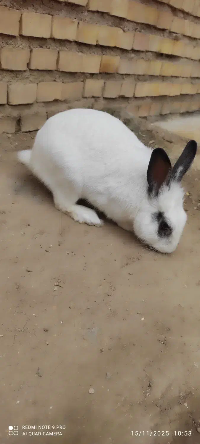 خرگوش|موش و خرگوش|ایذه, |دیوار